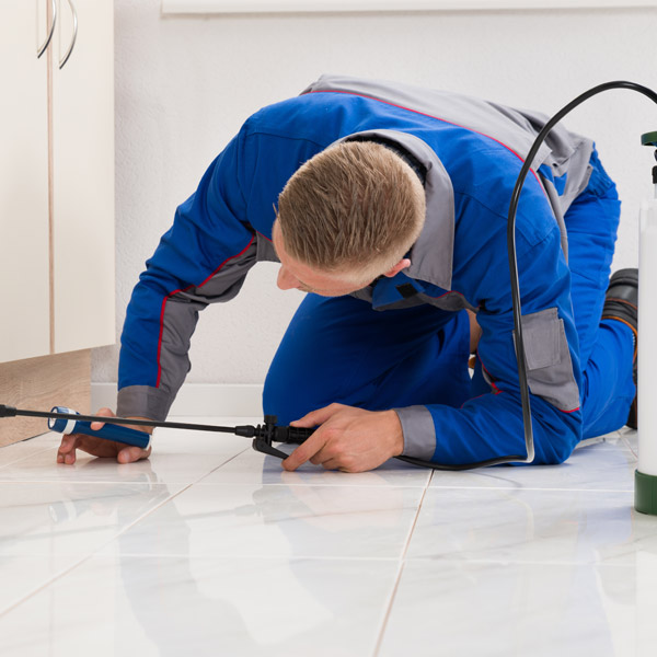 PCO pro insurance for Pest Control Operators