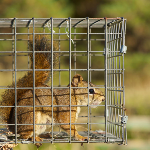 CritterPro Liability Insurance for the wildlife management and animal control industry