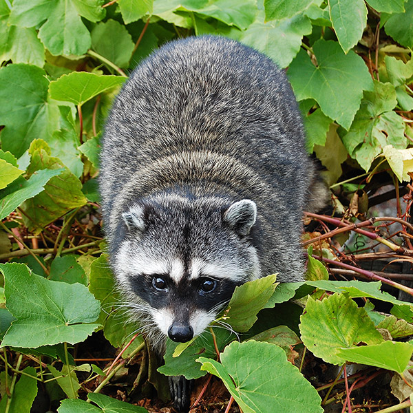 Wildlife control insurance, animal control insurance and wildlife management insurance from Brownyard Group